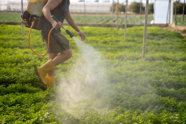 Best Pest Control Near Me in Clovis, CA