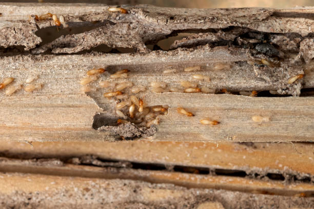 Best Termite Control Services  in Clovis, CA