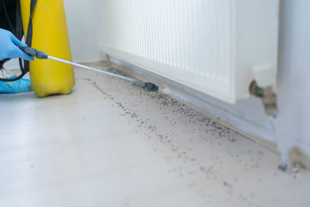 Best Emergency Pest Control  in Clovis, CA