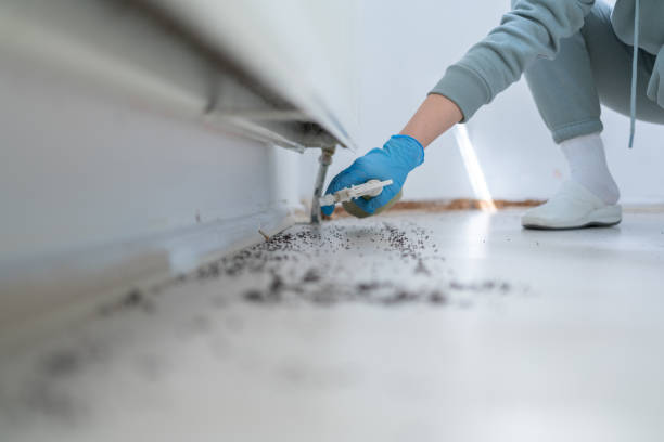 Wasp Removal Services in Clovis, CA
